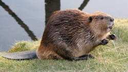 Beaver