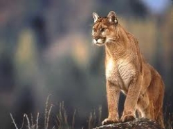 Cougar