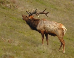 Elk