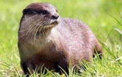 Otter