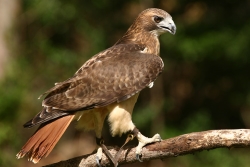 Red Tail Hawk