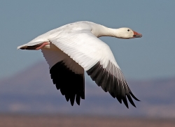 Snow Goose